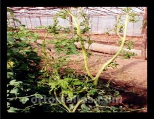 Tomatera afectada por fitopatógenos